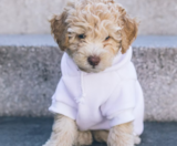 Cockapoo Puppies For Sale Simply Southern Pups